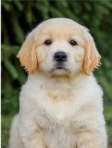Pet photo example