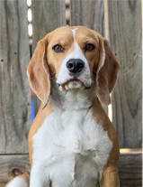 Pet photo example