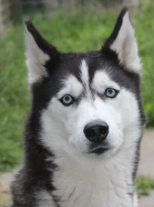 Pet photo example