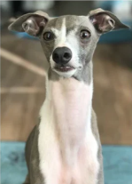 Pet photo example